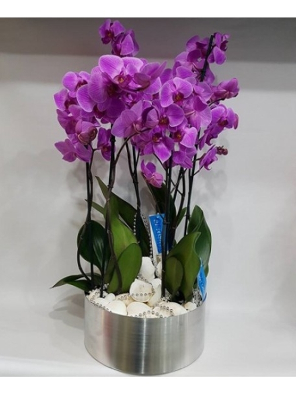 Lila Orkide Bahçesi