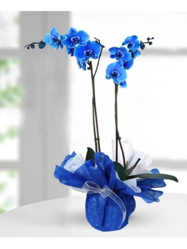 Mavi Orkide 