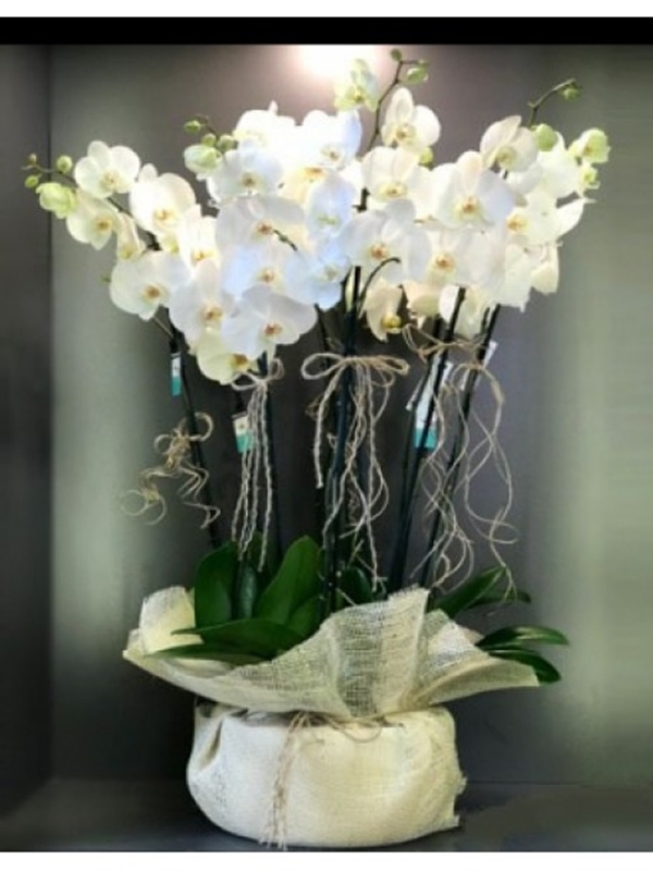 Beyaz Orkideler 