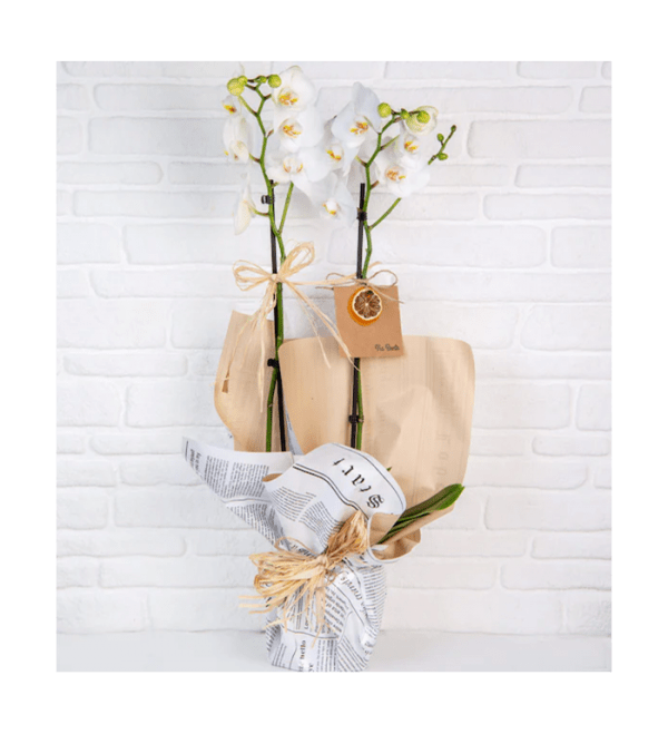 SERAMİK SAKSILI İTHAL JUMBO ÇİÇEKLİ ÇİFT DAL BEYAZ ORKİDE