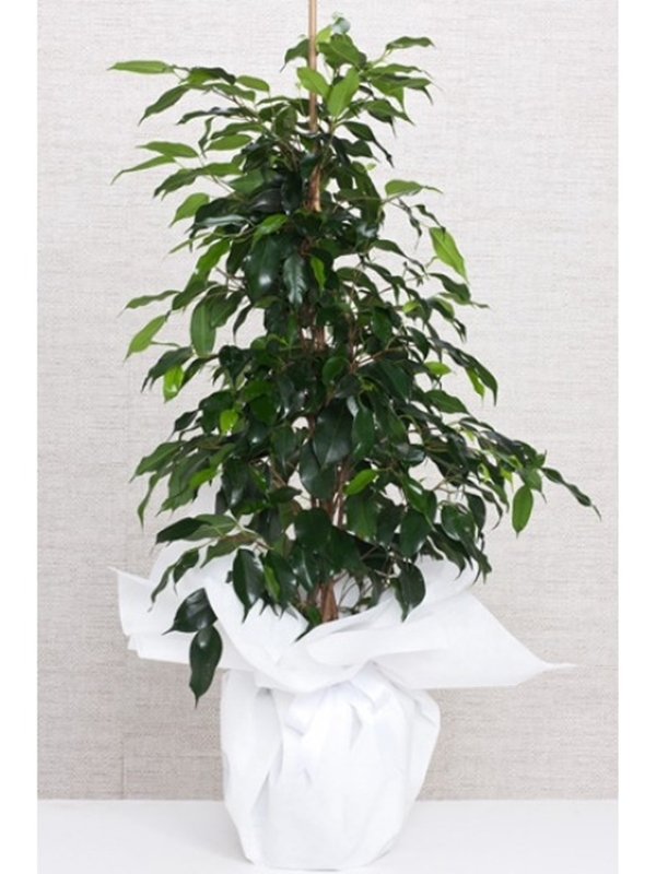 Ficus Benjamin