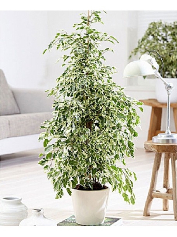 Ficus Benjamin Starlight