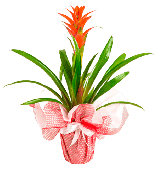 Guzmania Saksı Çiçeği (Jumbo Boy)