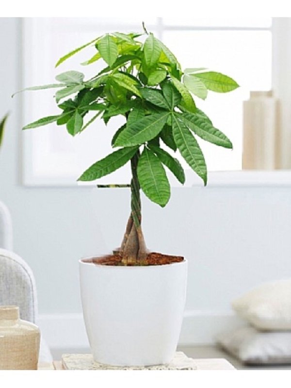 Para Ağacı Çiçeği